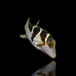 Canthigaster Valentini | Coralandfishstore.nl