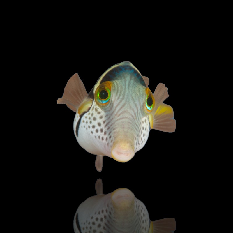 Canthigaster Valentini (M)