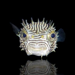 Chilomycterus schoepfi | Coralandfishstore.nl