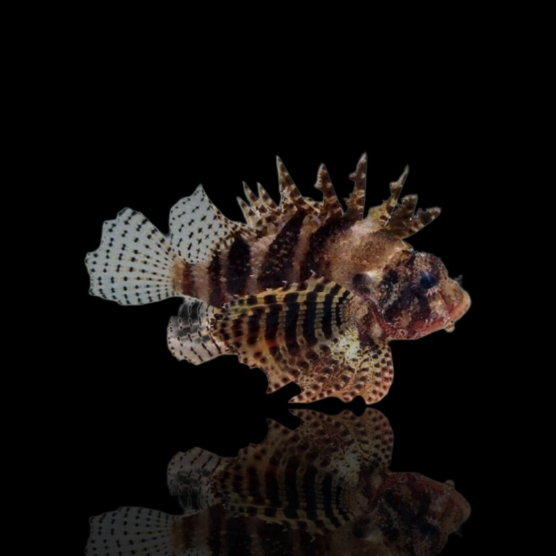 Dendrochirus Brachypterus (M)