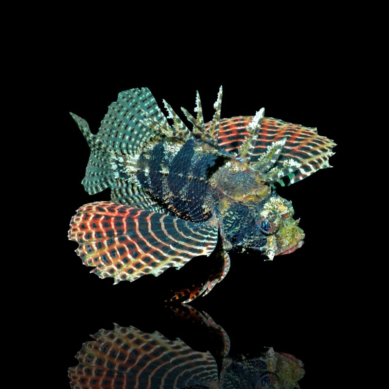 Dendrochirus Brachypterus (M)