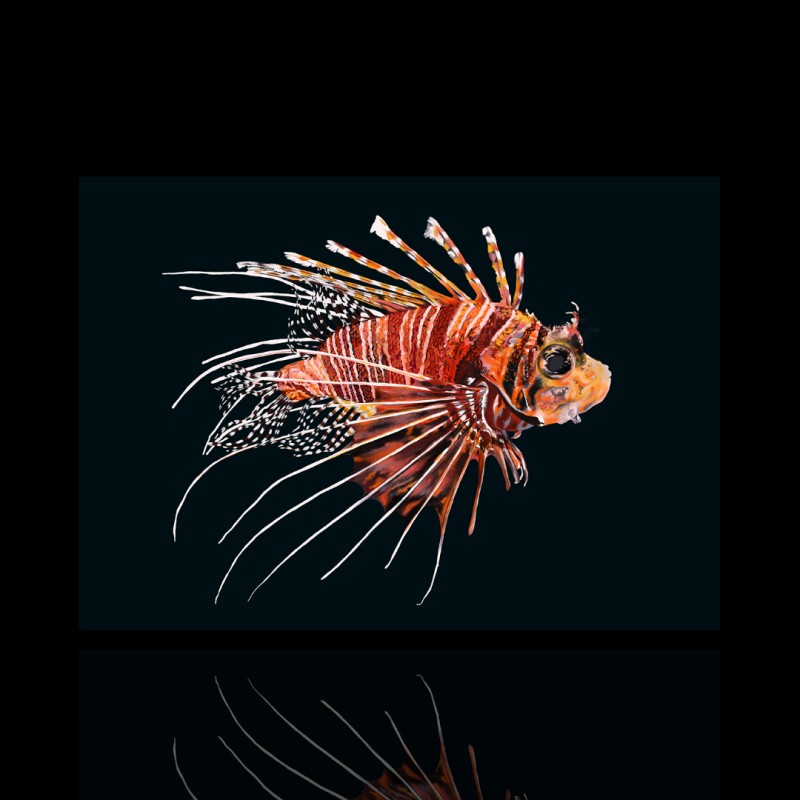 Pterois Antennata (M)