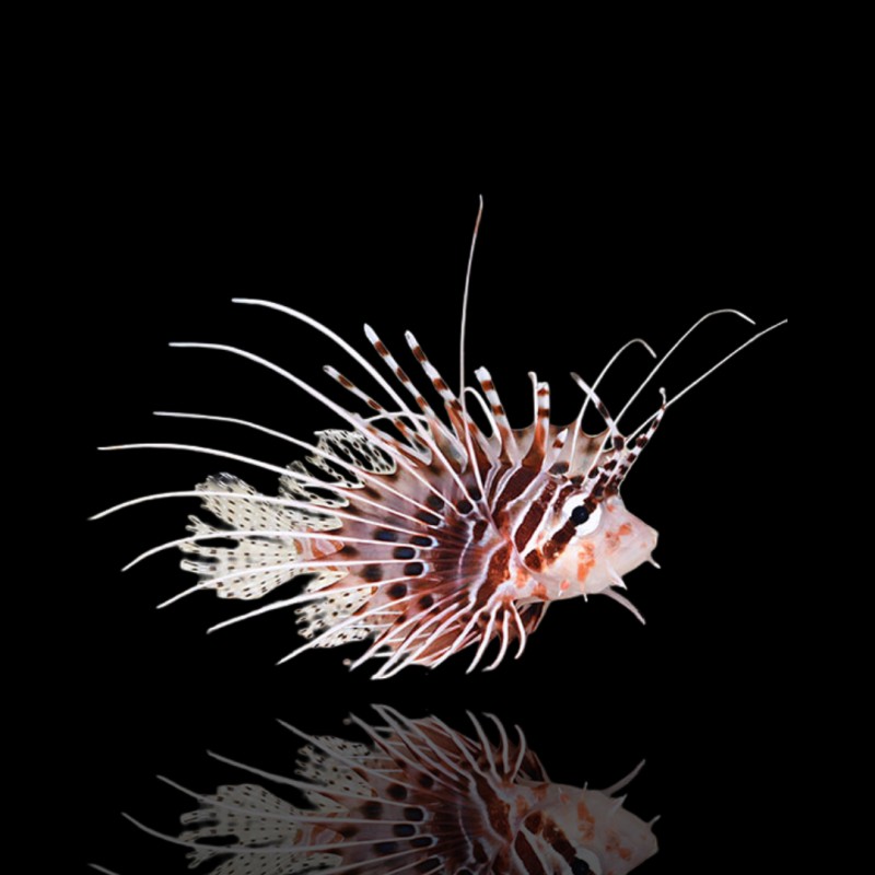 Pterois Antennata (M)