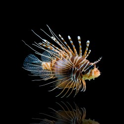 Pterois Antennata