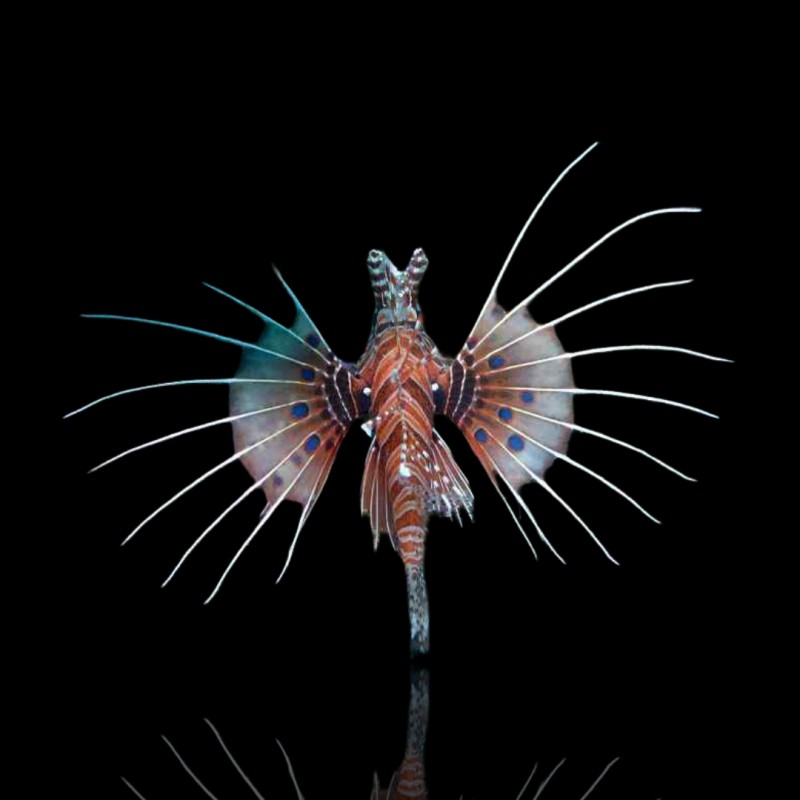 Pterois Antennata (M)