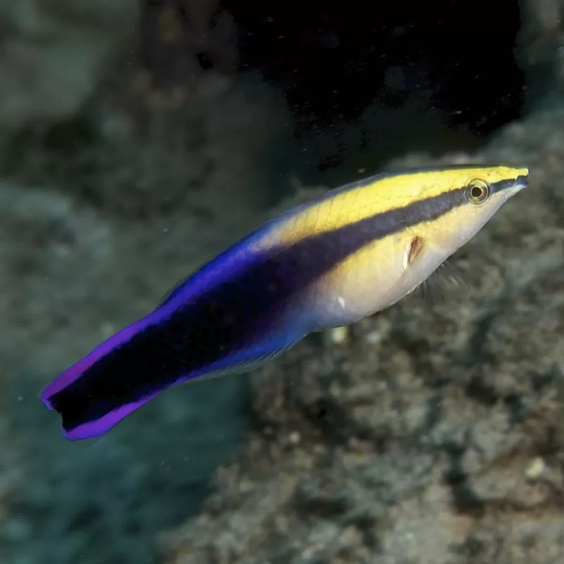 Labroides phthirophagus