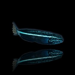 Meiacanthus kamoharai - Nakweek