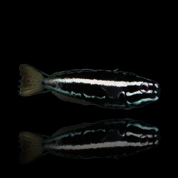 Meiacanthus kamoharai - T.B. kopen? | Coralandfishstore.nl