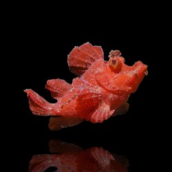 Rhinopias Eschmeyeri