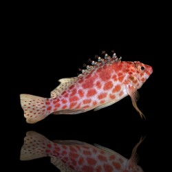 Cirrhitichthys Oxycephalus