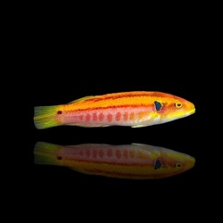 Bodianus Bimaculatus | Coralandfishstore.nl