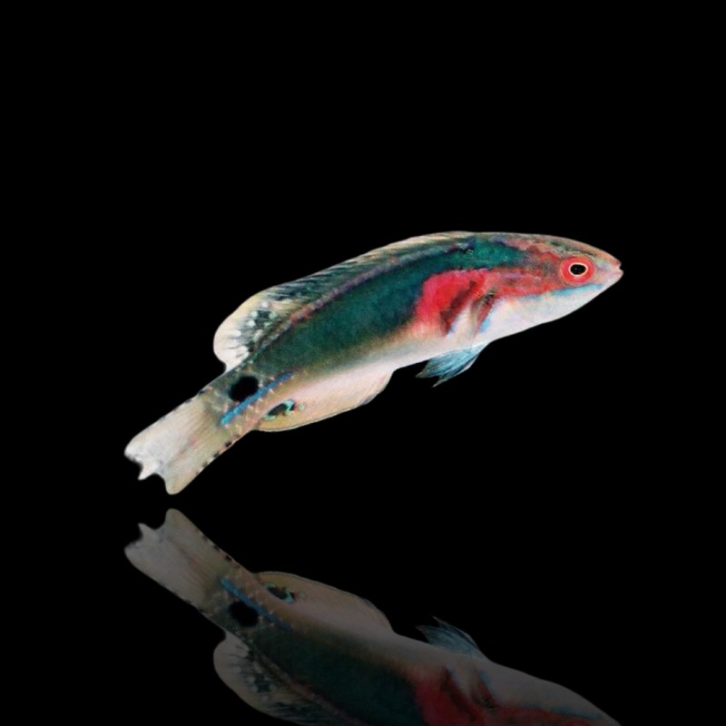 Cirrhilabrus Exquisitus