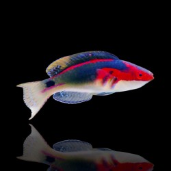 Cirrhilabrus Exquisitus | Coralandfishstore.nl