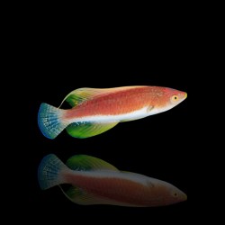 Cirrhilabrus Filamentosus