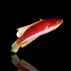 Cirrhilabrus Filamentosus | Coralandfishstore.nl