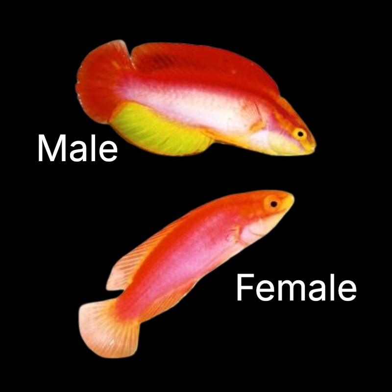 Cirrhilabrus Jordani