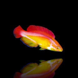 Cirrhilabrus Jordani