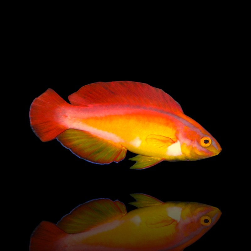 Cirrhilabrus Jordani