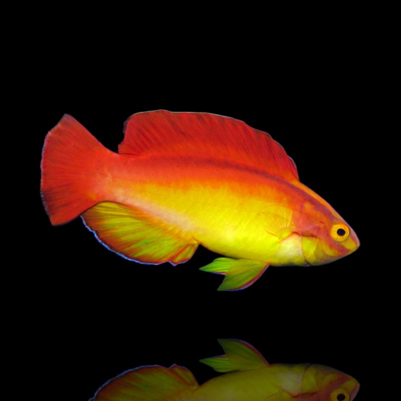 Cirrhilabrus Jordani