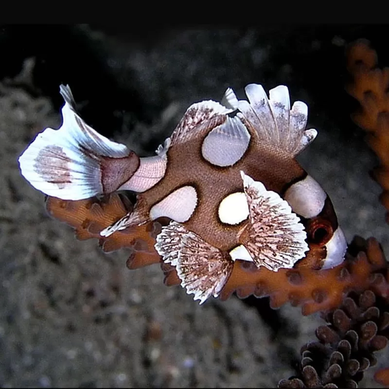 Plectorhinchus Chaetodonoides M 4 7cm Plectorhinchus Chaetodonoides M 4 7cm