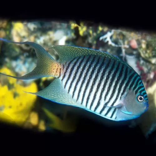 Genicanthus Melanospilos kaufen?| Coralandfishstore.nl