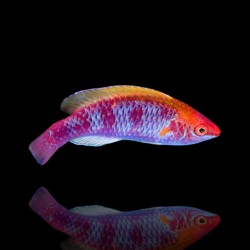 Cirrhilabrus Lubbocki