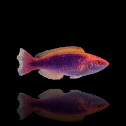 Cirrhilabrus Lubbocki | Coralandfishstore.nl