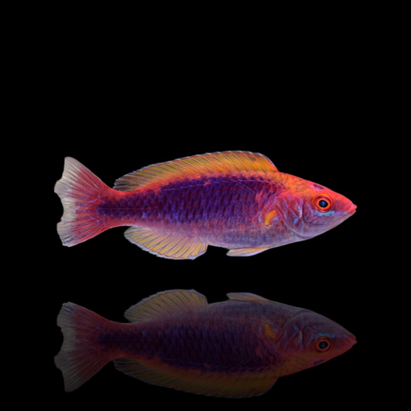 Cirrhilabrus Lubbocki (M)