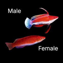 Cirrhilabrus Rubripinnis | Coralandfishstore.nl