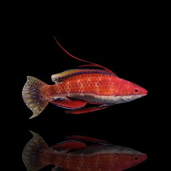 Cirrhilabrus Rubriventralis