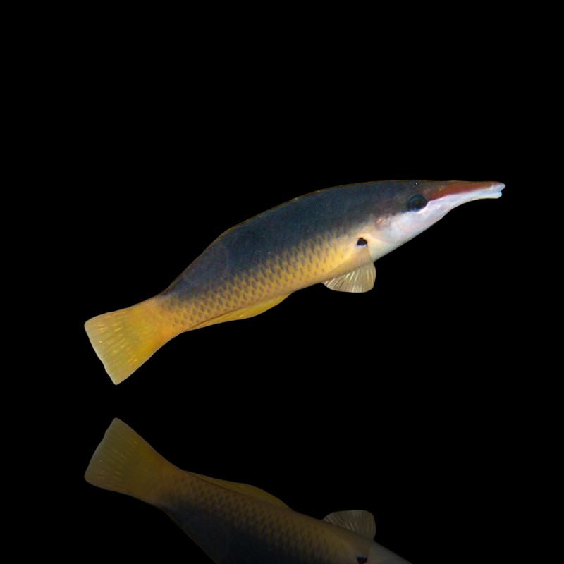 Gomphosus Caeruleus Brown (M) Female