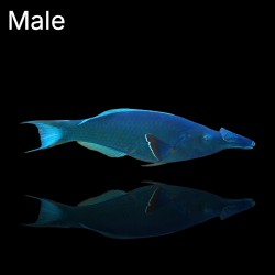 Gomphosus Caeruleus Brown | Coralandfishstore.nl