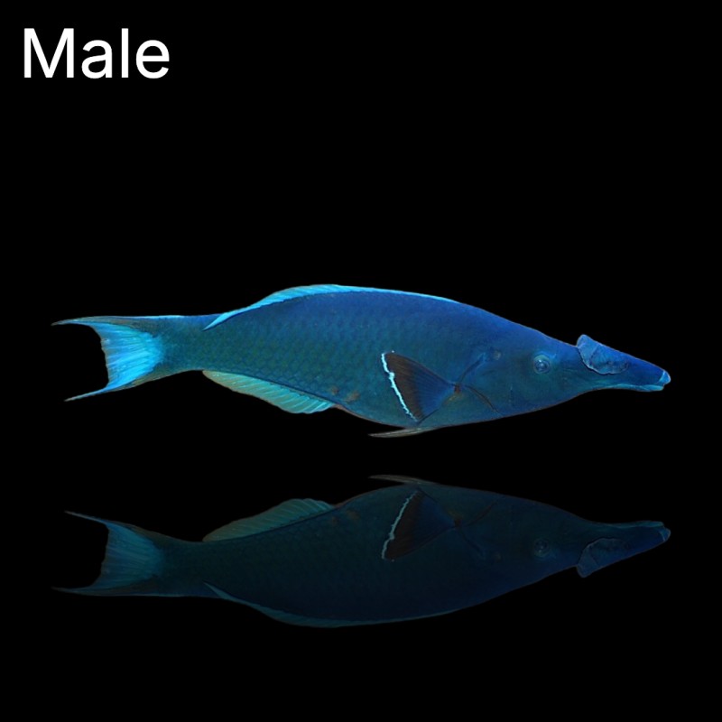 Gomphosus Caeruleus Brown (M) Female