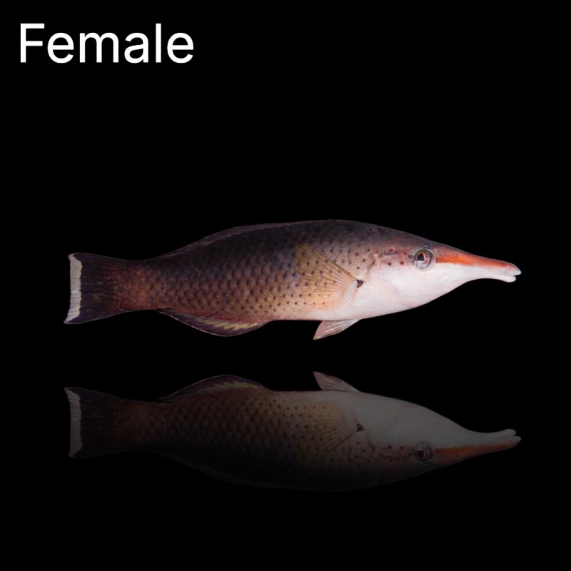 Gomphosus Caeruleus Green (M) Male