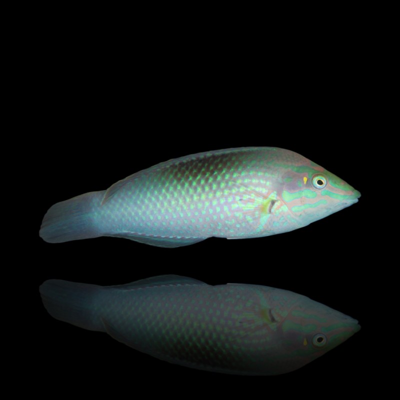 Halichoerus Chloropterus (M)