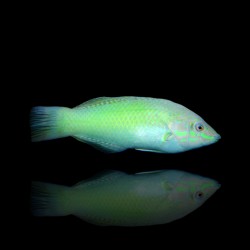 Halichoerus Chloropterus