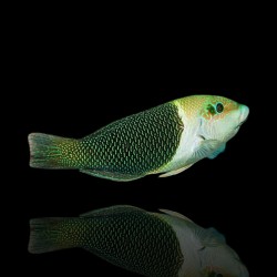 Hemigymnus Melapterus | Coralandfishstore.nl