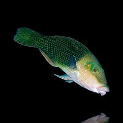 Hemigymnus Melapterus | Coralandfishstore.nl