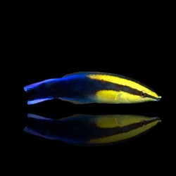 Labroides Phthirophagus| Coralandfishstore.nl