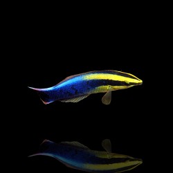 Labroides phthirophagus