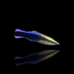 Labroides Phthirophagus| Coralandfishstore.nl