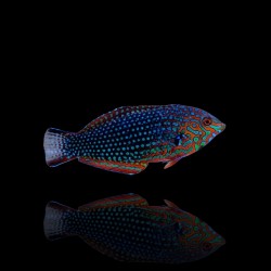 Macropharyngodon Ornatus  | Coralandfishstore.nl