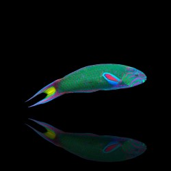 Thalassoma Lunare| Coralandfishstore.nl