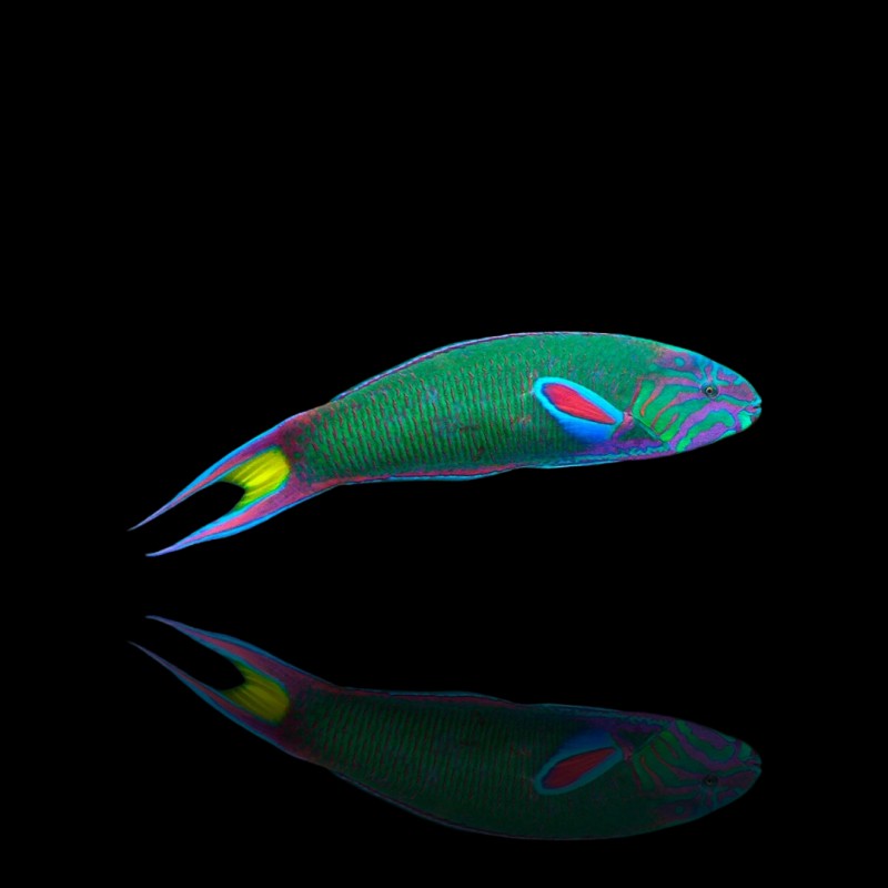 Thalassoma Lunare (M)