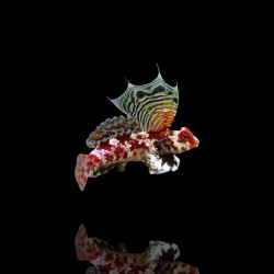 Synchiropus Stellatus