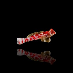 Synchiropus Stellatus - firmament pitvis