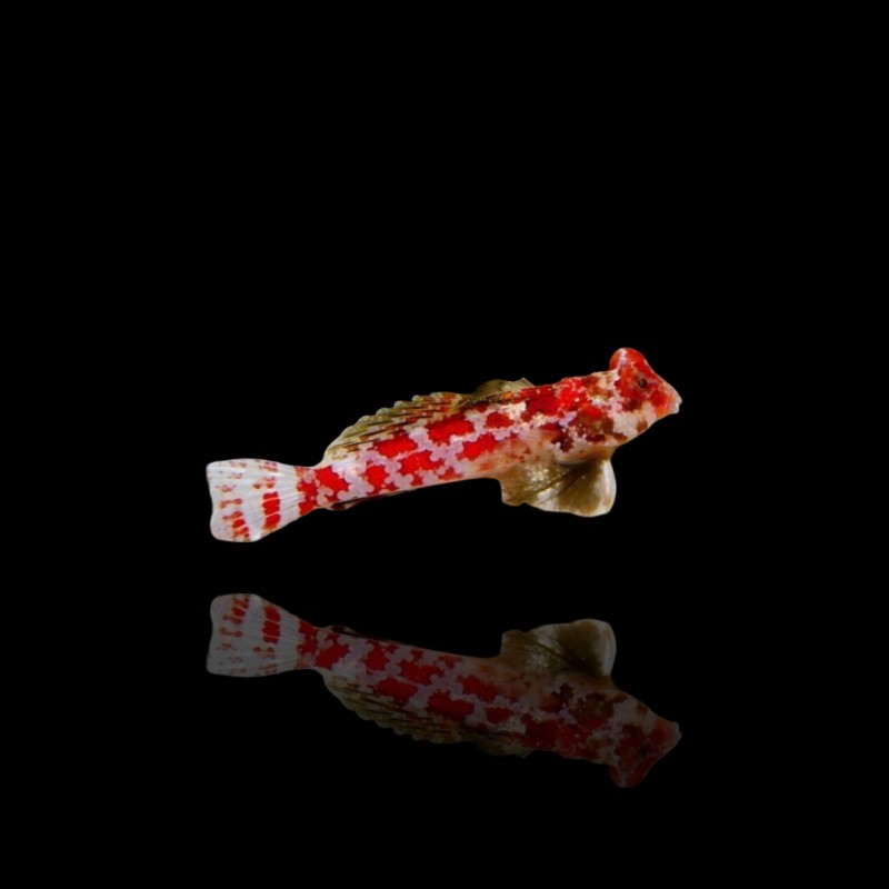 Synchiropus Stellatus