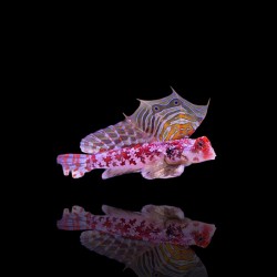 Synchiropus Stellatus - firmament pitvis