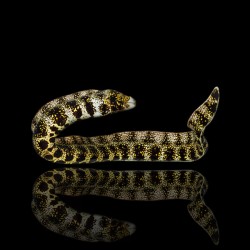 Roofvis
Niet agressief
Vrij makkelijk houdbaar
Kan kleinere vissen en garnalen eten
Alleen in een gesloten bak te houden