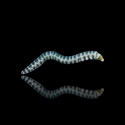 Echidna Nebulosa | Coralandfishstore.nl